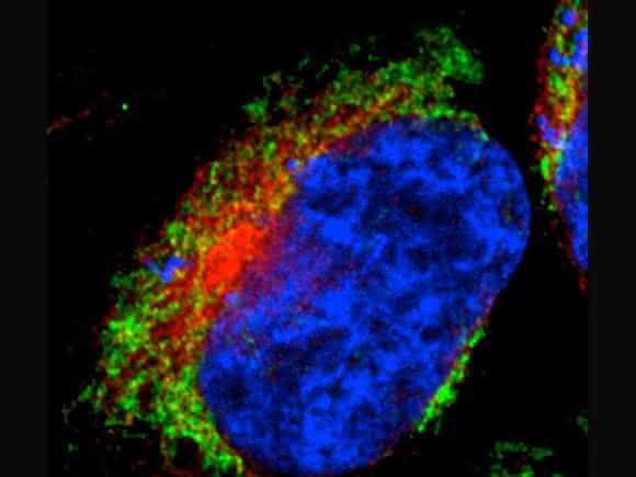 Die Immun-Fluoreszenzaufnahme einer menschlichen Zelle zeigt das typische Netzwerk der MItochondrien (grün). Zum Vergleich sind der Zellkern in blau und ein anderes wichtiges Zellorganell, das Endoplasmatische Retikulum, in rot angefärbt. (c) AG Voos, Universität Bonn Die Immun-Fluoreszenzaufnahme einer menschlichen Zelle zeigt das typische Netzwerk der MItochondrien (grün). Zum Vergleich sind der Zellkern in blau und ein anderes wichtiges Zellorganell, das Endoplasmatische Retikulum, in rot angefärbt. (c) AG Voos, Universität Bonn
