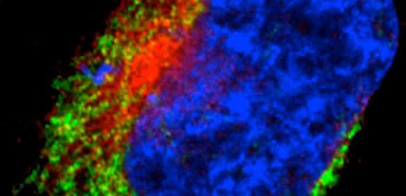 Die Immun-Fluoreszenzaufnahme einer menschlichen Zelle zeigt das typische Netzwerk der MItochondrien (grün). Zum Vergleich sind der Zellkern in blau und ein anderes wichtiges Zellorganell, das Endoplasmatische Retikulum, in rot angefärbt. (c) AG Voos, Universität Bonn