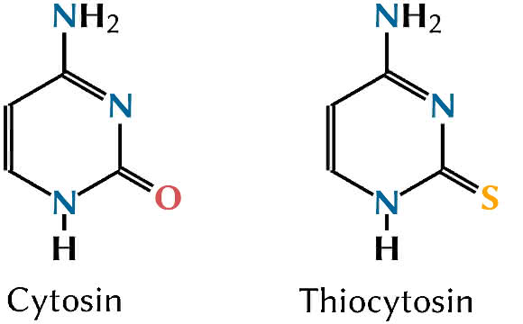 Die Strukturen von Cytosin und Thiocytosin (Copyright: Sebastian Mai).