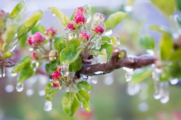 In der Landwirtschaft und im Gartenbau wird Frühfrost (früh im Jahr; noch in der Vegetationsperiode) gefürchtet, weil er – genau wie Spätfrost – zu Ernteausfällen führen kann. Bei Frühfrostgefahr wird frostberegnet etwa bei Apfelbäumen. (Foto: mit Genehmigung v. D. Mitterer-Zublasing)