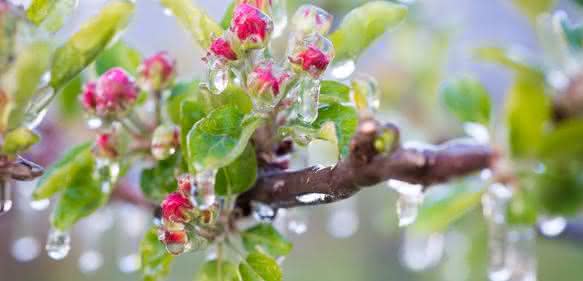 In der Landwirtschaft und im Gartenbau wird Frühfrost (früh im Jahr; noch in der Vegetationsperiode) gefürchtet, weil er – genau wie Spätfrost – zu Ernteausfällen führen kann. Bei Frühfrostgefahr wird frostberegnet etwa bei Apfelbäumen. (Foto: mit Genehmigung v. D. Mitterer-Zublasing) In der Landwirtschaft und im Gartenbau wird Frühfrost (früh im Jahr; noch in der Vegetationsperiode) gefürchtet, weil er – genau wie Spätfrost – zu Ernteausfällen führen kann. Bei Frühfrostgefahr wird frostberegnet etwa bei Apfelbäumen. (Foto: mit Genehmigung v. D. Mitterer-Zublasing)