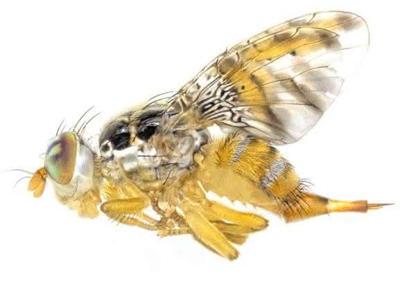 Die Mittelmeerfruchtfliege Ceratitis capitata. Foto: Prof. Dr. Marc F. Schetelig