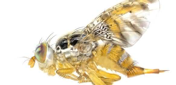 Die Mittelmeerfruchtfliege Ceratitis capitata. Foto: Prof. Dr. Marc F. Schetelig
