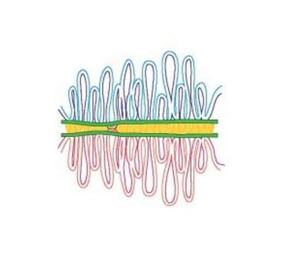 Schema zur Paarung der homologen Chromosomen (rot und blau) in der ersten Phase der Meiose. An der Kreuzungsstelle können DNA-Reparaturprozesse stattfinden und Rekombinationsvorgänge eingeleitet werden. Uni Göttingen.