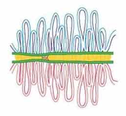 Schema zur Paarung der homologen Chromosomen (rot und blau) in der ersten Phase der Meiose. An der Kreuzungsstelle können DNA-Reparaturprozesse stattfinden und Rekombinationsvorgänge eingeleitet werden. Uni Göttingen.