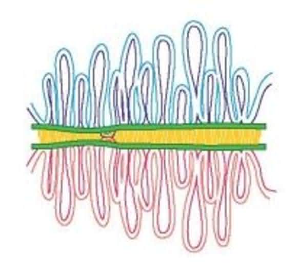 Schema zur Paarung der homologen Chromosomen (rot und blau) in der ersten Phase der Meiose. An der Kreuzungsstelle können DNA-Reparaturprozesse stattfinden und Rekombinationsvorgänge eingeleitet werden. Uni Göttingen.