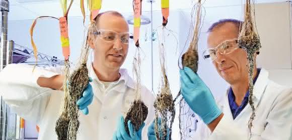 Bayer kauft US-Saatguthersteller Monsanto für 66 Milliarden Dollar.