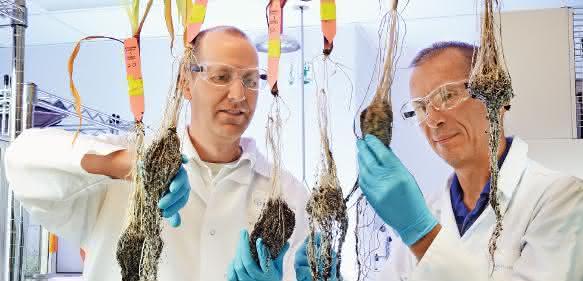 Bayer kauft US-Saatguthersteller Monsanto für 66 Milliarden Dollar.