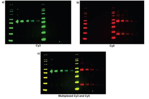 Multiplex Fluoreszenz Western Blotting: Multiplex Fluoreszenz Western Blot Detektion mittels CCD-Sensor basiertem Imager