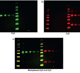 Multiplex Fluoreszenz Western Blotting: Multiplex Fluoreszenz Western Blot Detektion mittels CCD-Sensor basiertem Imager