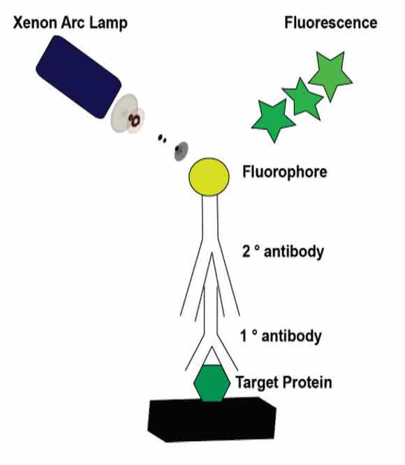 Fluoreszenz-Western Blot