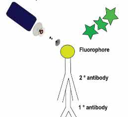 Fluoreszenz-Western Blot