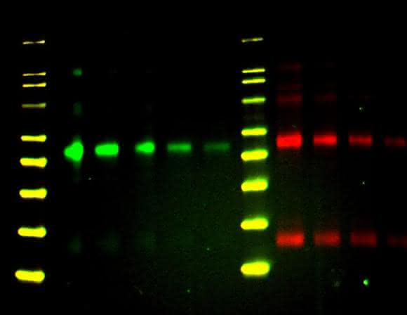 Multiplex Western Blot in der Überlagerung