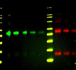 Multiplex Western Blot in der Überlagerung