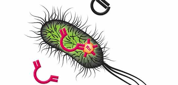 Darstellung der Alkenmetathese-Reaktion in E.coli mit einem rutheniumbasierten künstlichen Metalloenzym zur Herstellung neuer Chemikalien mit hohem Mehrwert. (Bild: NCCR Molecular Systems Engineering)