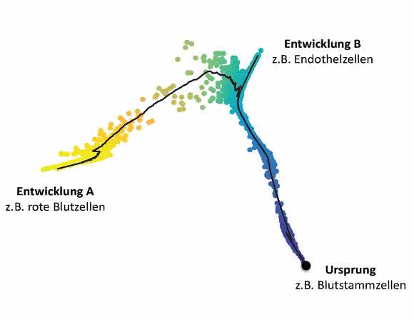 Entwicklung eines Verband von Blutstammzellen zu unterschiedlichen Zelltypen, Quelle: HMGU Entwicklung eines Verband von Blutstammzellen zu unterschiedlichen Zelltypen, Quelle: HMGU