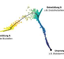Entwicklung eines Verband von Blutstammzellen zu unterschiedlichen Zelltypen, Quelle: HMGU Entwicklung eines Verband von Blutstammzellen zu unterschiedlichen Zelltypen, Quelle: HMGU