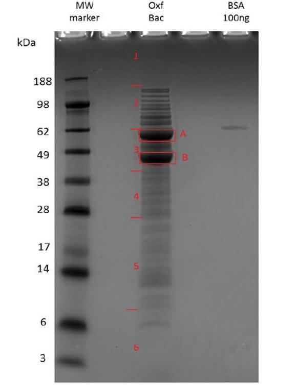 Proteome Dynamics of the Specialist: Oxalate Degrader Oxalobacter formigenes