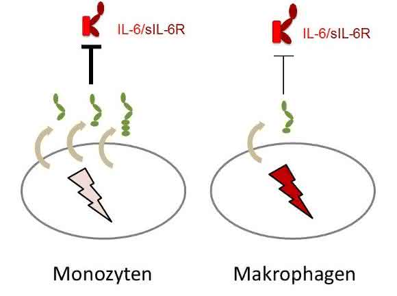 Monozyten, die zu den Leukozyten, also weißen Blutkörperchen, gehören, sondern besonders viele der längsten Formen des lösliches Rezeptors gp130 ab (grün) und sind damit besonders stark geschützt. Grafik: Dr. Christoph Garbers
