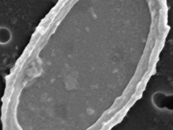 Eine Kalkschuppe, Coccolith genannt, besteht aus einer Bodenplatte, die vor allem aus Cellulose besteht und wie ein Tortenboden von einem Rand eingefasst wird. Am Rand sind abwechseln Kalk-Kristalle mit zwei unterschiedlichen Formen angeordnet. (© André Scheffel u. Damien Faivre / MPI für molekulare Pflanzenphysiologie) Eine Kalkschuppe, Coccolith genannt, besteht aus einer Bodenplatte, die vor allem aus Cellulose besteht und wie ein Tortenboden von einem Rand eingefasst wird. Am Rand sind abwechseln Kalk-Kristalle mit zwei unterschiedlichen Formen angeordnet. (© André Scheffel u. Damien Faivre / MPI für molekulare Pflanzenphysiologie)