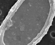 Eine Kalkschuppe, Coccolith genannt, besteht aus einer Bodenplatte, die vor allem aus Cellulose besteht und wie ein Tortenboden von einem Rand eingefasst wird. Am Rand sind abwechseln Kalk-Kristalle mit zwei unterschiedlichen Formen angeordnet. (© André Scheffel u. Damien Faivre / MPI für molekulare Pflanzenphysiologie)