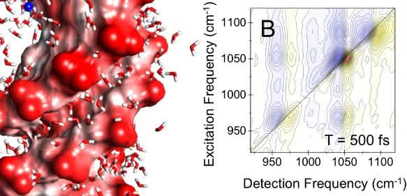 DNA-Doppelhelix - Wasser induziert elektrische Felder an der DNA-Oberfläche DNA-Doppelhelix - Wasser induziert elektrische Felder an der DNA-Oberfläche
