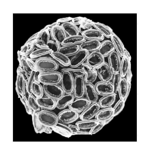 Ein Design wie vom Reißbrett: Kalkalgen wie Pleurochrysis carterae bilden Kalkschuppen mit einer filigranen Nanostruktur. Wesentliche Details, wie diese entsteht, hat nun ein Team um Forscher des Max-Planck-Instituts für molekulare Pflanzenphysiologie aufgeklärt. (© André Scheffel u. Damien Faivre / MPI für molekulare Pflanzenphysiologie)