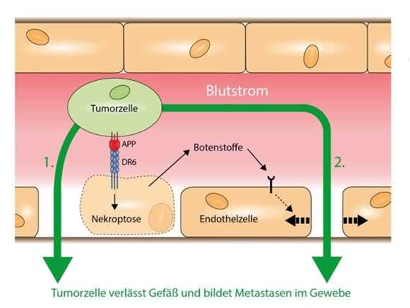Schema des Mechanismus, über den metastasierende Tumorzellen das Blutgefäß verlassen.
