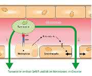 Schema des Mechanismus, über den metastasierende Tumorzellen das Blutgefäß verlassen.