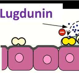 Lugdunin