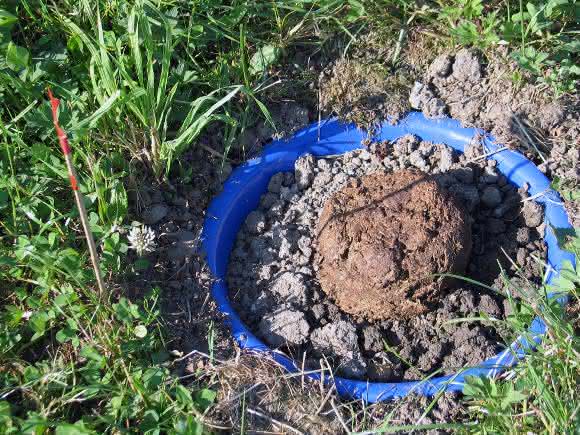 Nutztiermedikamente: Können Dung abbauende Nützlinge schädigen
