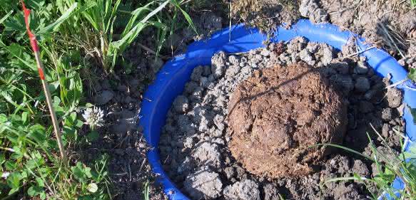 Nutztiermedikamente: Können Dung abbauende Nützlinge schädigen