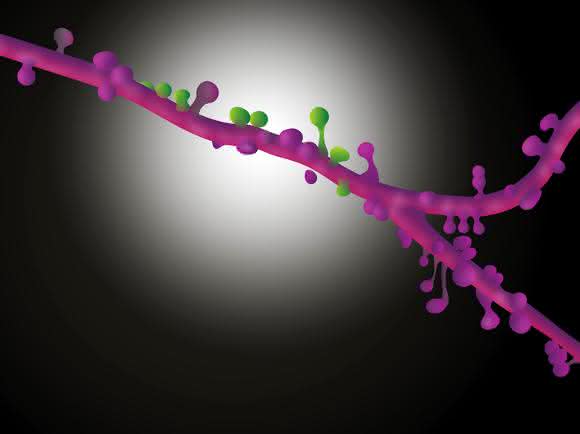 Neurobiologie: Nervenzellen bündeln ihre Synapsen