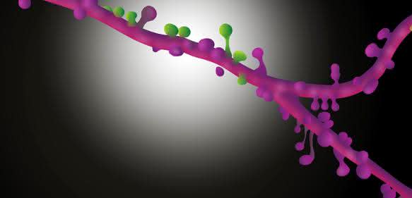 Neurobiologie: Nervenzellen bündeln ihre Synapsen Neurobiologie: Nervenzellen bündeln ihre Synapsen