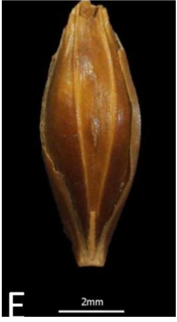 Gerstenkorn Gerstenkorn