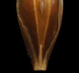 Gerstenkorn