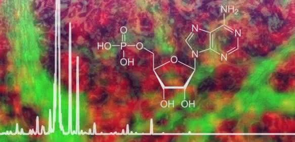 Adenosinmonophosphat