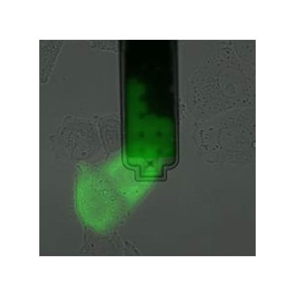Cytosol