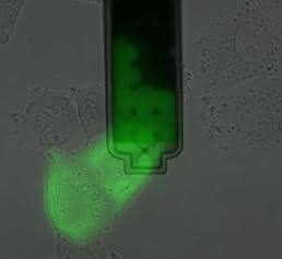 Cytosol Cytosol