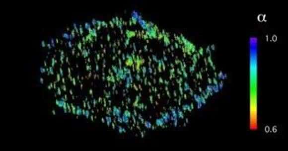Fluoreszenzmikroskopie-Bild