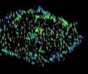 Fluoreszenzmikroskopie-Bild