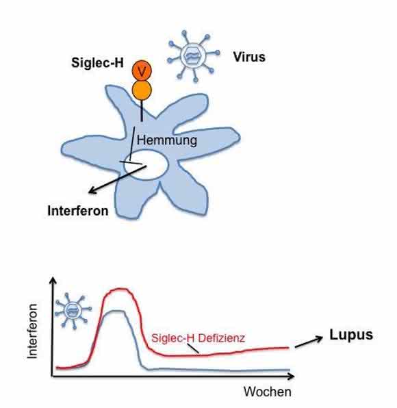 Protein Siglec-H