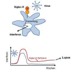 Protein Siglec-H