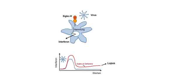 Protein Siglec-H