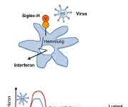 Protein Siglec-H