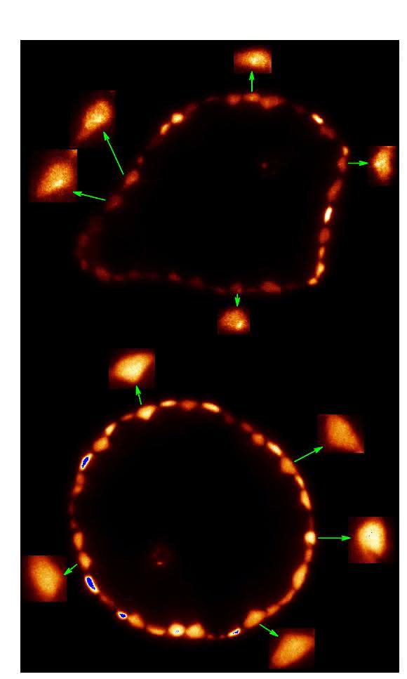 Arsenverteilung in Blättern des Rauen Hornblatts bei einer Konzentration von 1 Mikromol (links) und 5 Mikromol (rechts) Arsen pro Liter Wasser (Bild: Mishra et al., nach JExpBot; CC-BY-3.0)