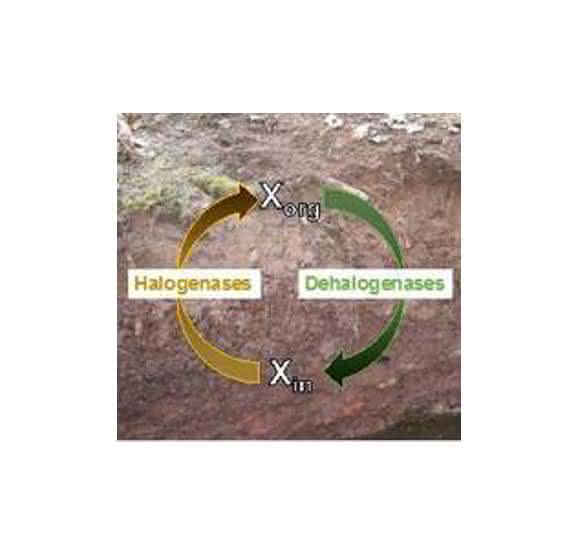 Schematische Darstellung des mikrobiellen Kreislaufs von Halogenverbindungen im Boden. Xorg: halogenorganische Stoffe, Xin: anorganische Halogene wie Chlor oder Brom. (Abbildung: Weigold, Kappler, Behrens / Universität Tübingen)