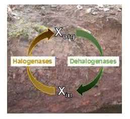 Schematische Darstellung des mikrobiellen Kreislaufs von Halogenverbindungen im Boden. Xorg: halogenorganische Stoffe, Xin: anorganische Halogene wie Chlor oder Brom. (Abbildung: Weigold, Kappler, Behrens / Universität Tübingen)