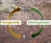 Schematische Darstellung des mikrobiellen Kreislaufs von Halogenverbindungen im Boden. Xorg: halogenorganische Stoffe, Xin: anorganische Halogene wie Chlor oder Brom. (Abbildung: Weigold, Kappler, Behrens / Universität Tübingen)