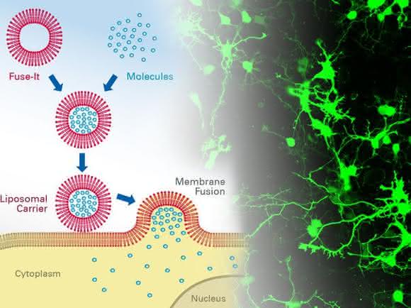 mRNA-Transfer